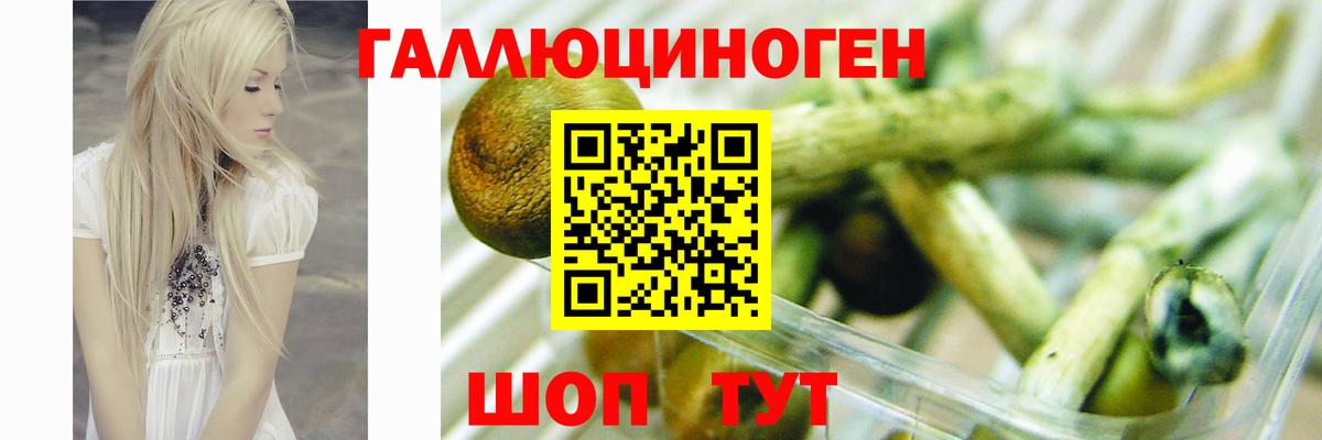 Галлюциногенные грибы Psilocybe Южноуральск